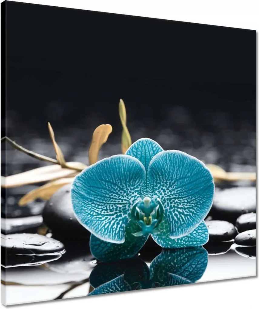 Vászonkép 50x50 Türkiz orchidea Virág