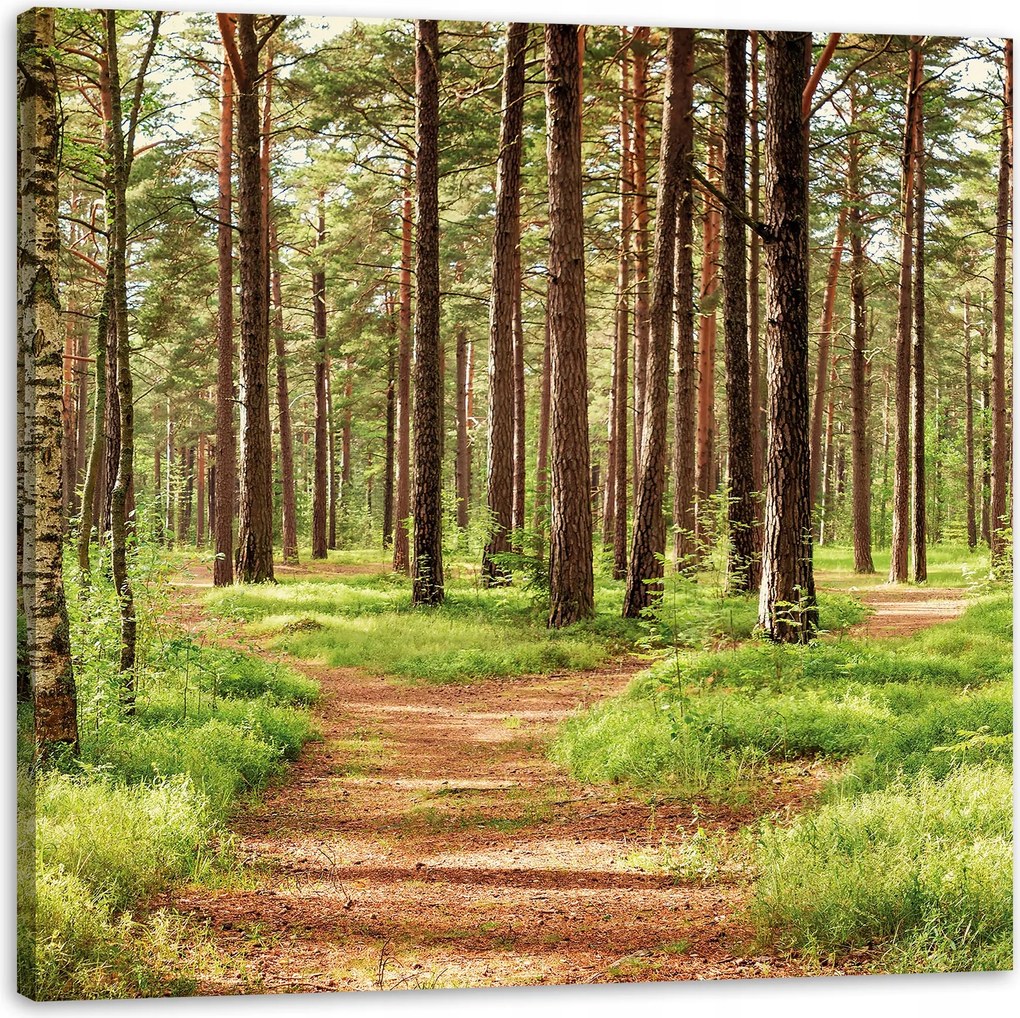 Vászonkép Ösvény az erdőben Fák Természet 80X80 cm