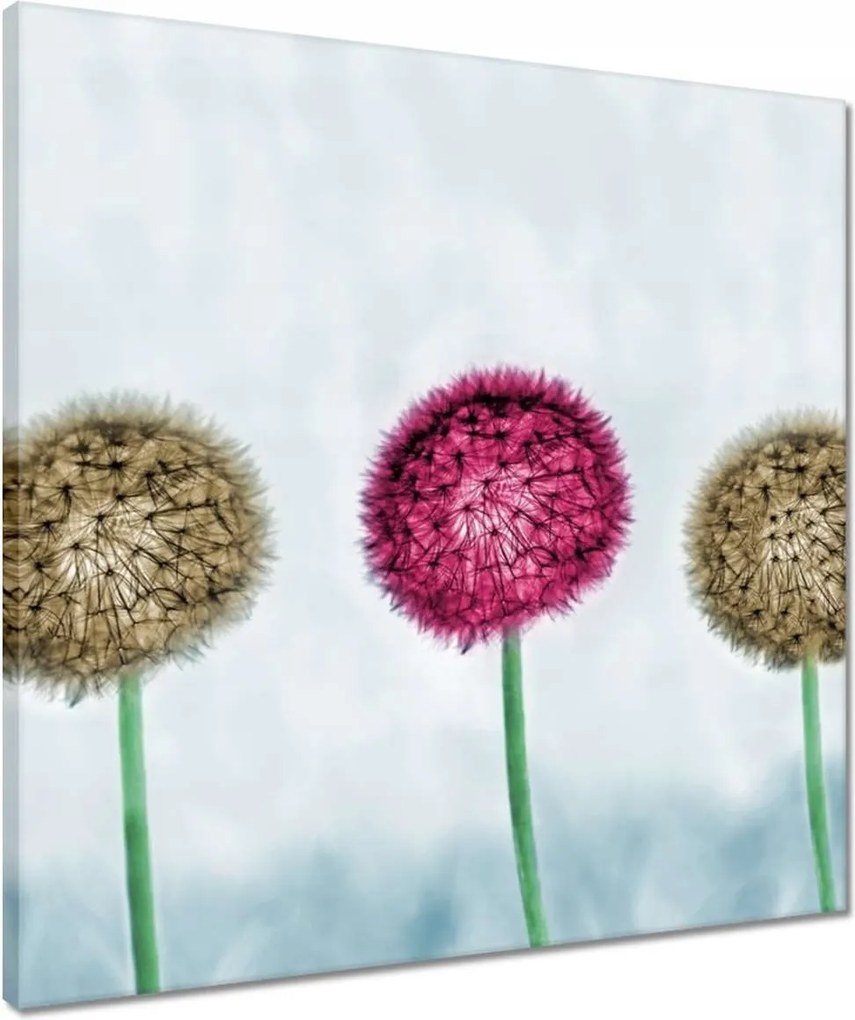 Vászonkép 50x50 Pitypangok