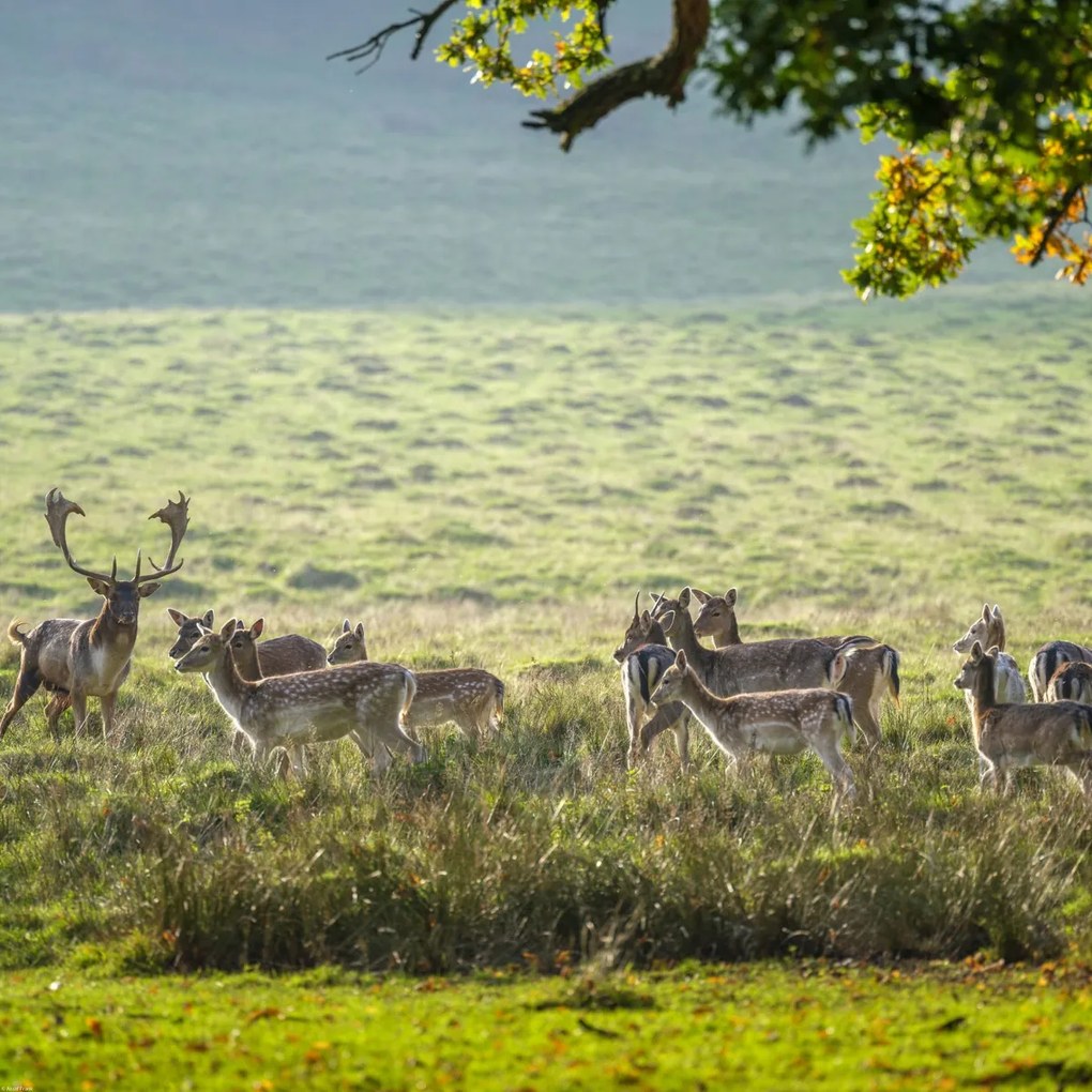 Poszter 60x60cm Csorda, Assaf Frank