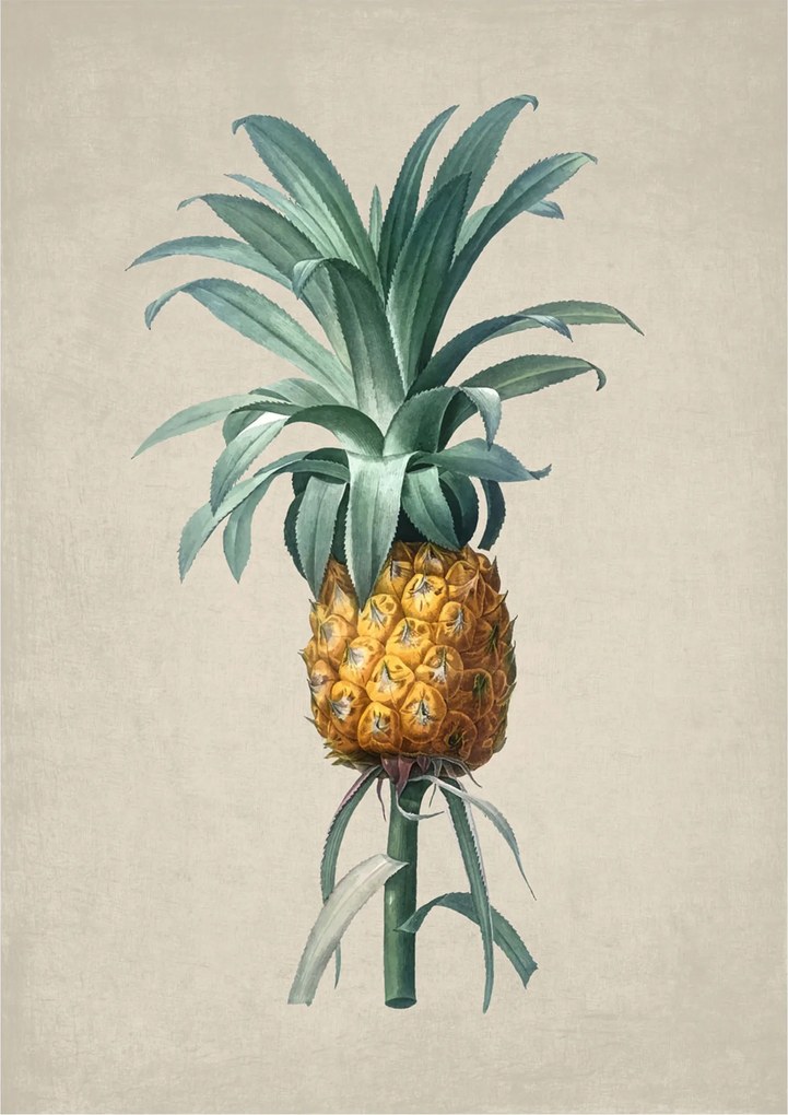Botanikus poszter Retro Ananász Vintage Poster