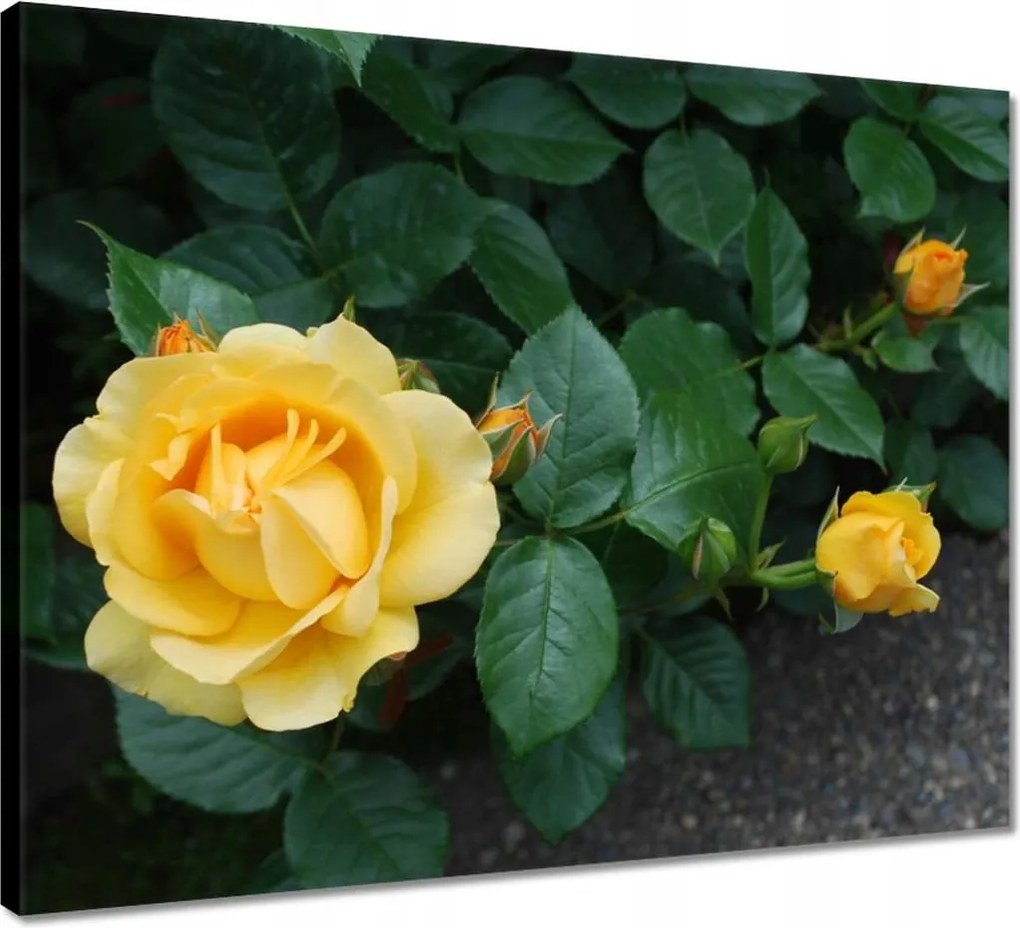Vászonkép 50x40 Sárga rózsa