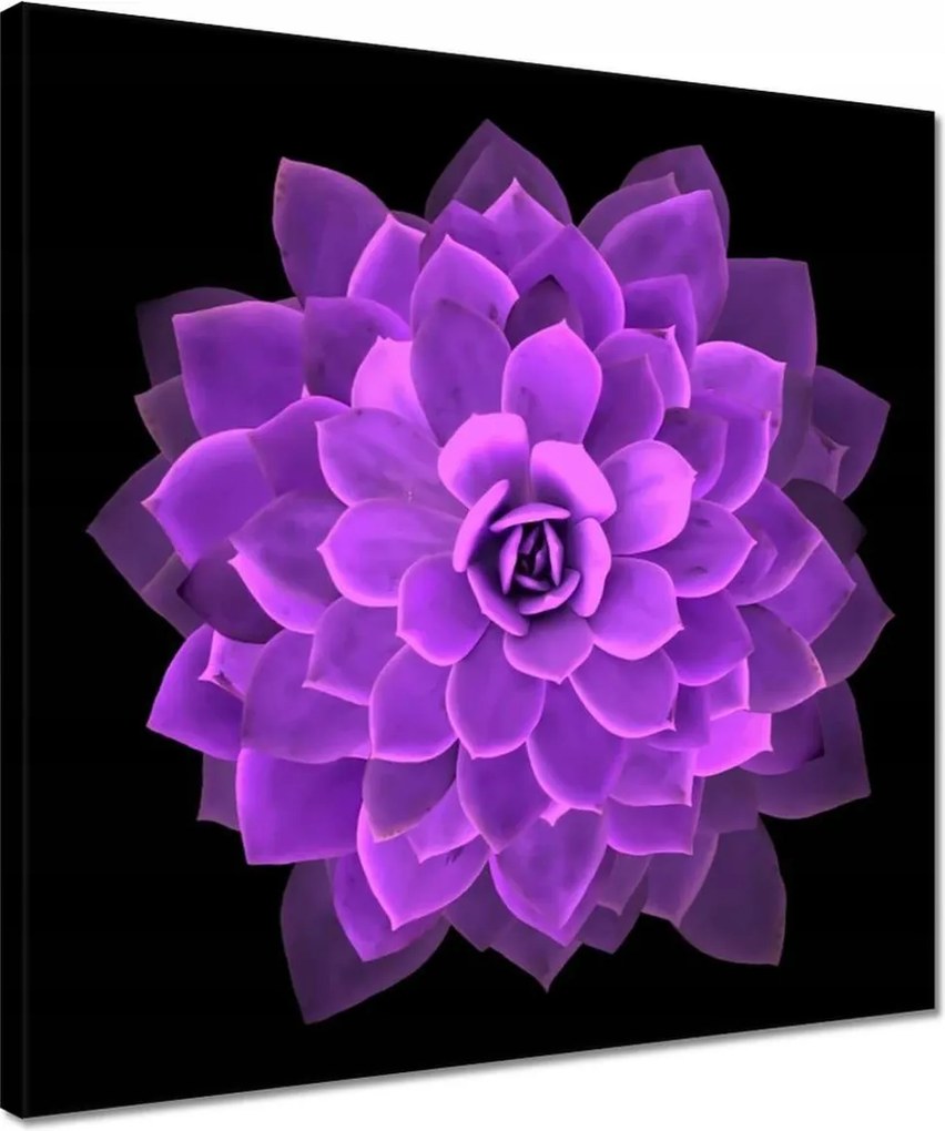 Vászonkép 40x40 Találkozás a virággal