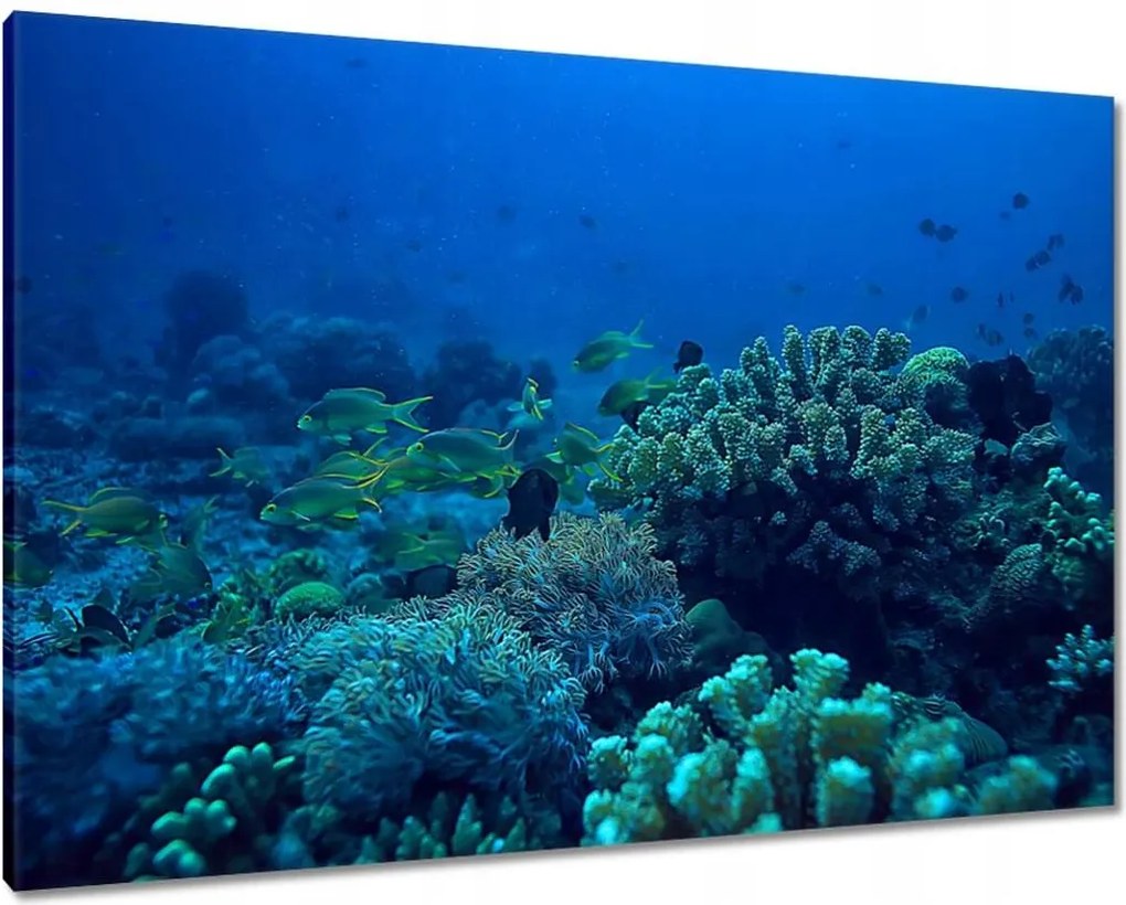 Vászonkép 100x70 Laguna Korallok Óceán