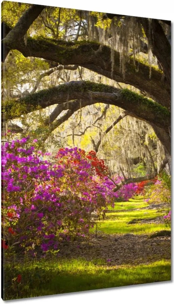 Vászonkép 80x120 Tölgyfa sikátor