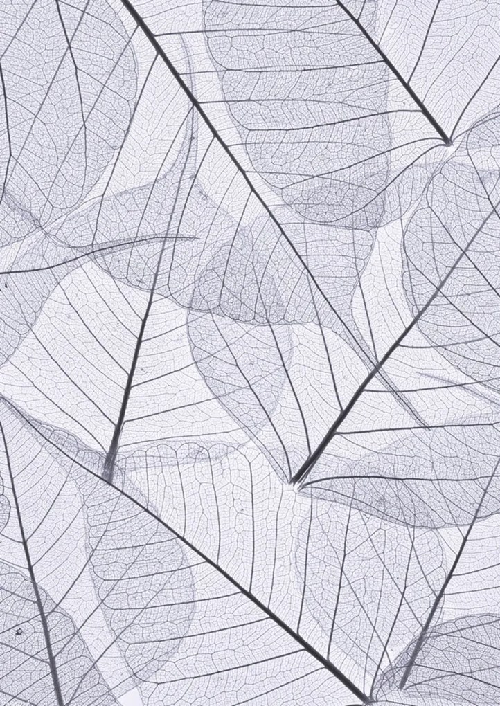 Poszter 29,7x42cm Csontváz levelek 2, Assaf Frank