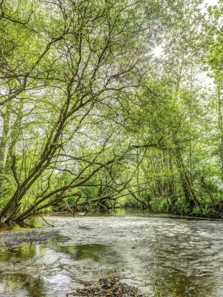 Poszter 30x40cm Tó az erdőben, Assaf Frank