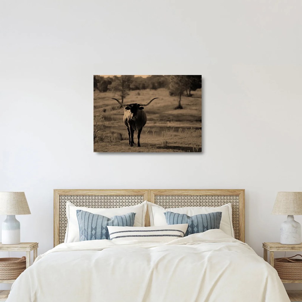 Üveg kép - Texasi tehén (70x50 cm)