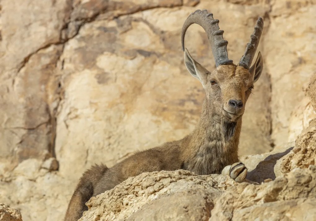 Poszter 100x70cm Nubiana Ibex 4, Assaf Frank