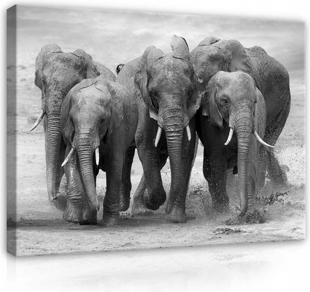 Vászonkép 60x80 Elefánt csorda víz Afrika vad természet monokróm erő