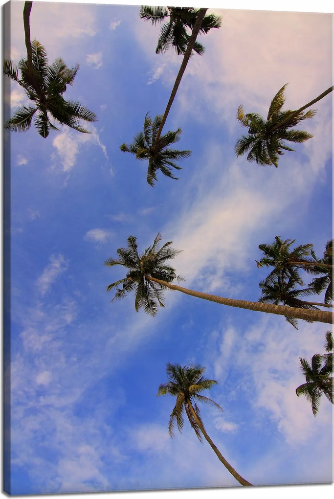 Vászonkép Natura Kókuszpálmák 40x60 cm