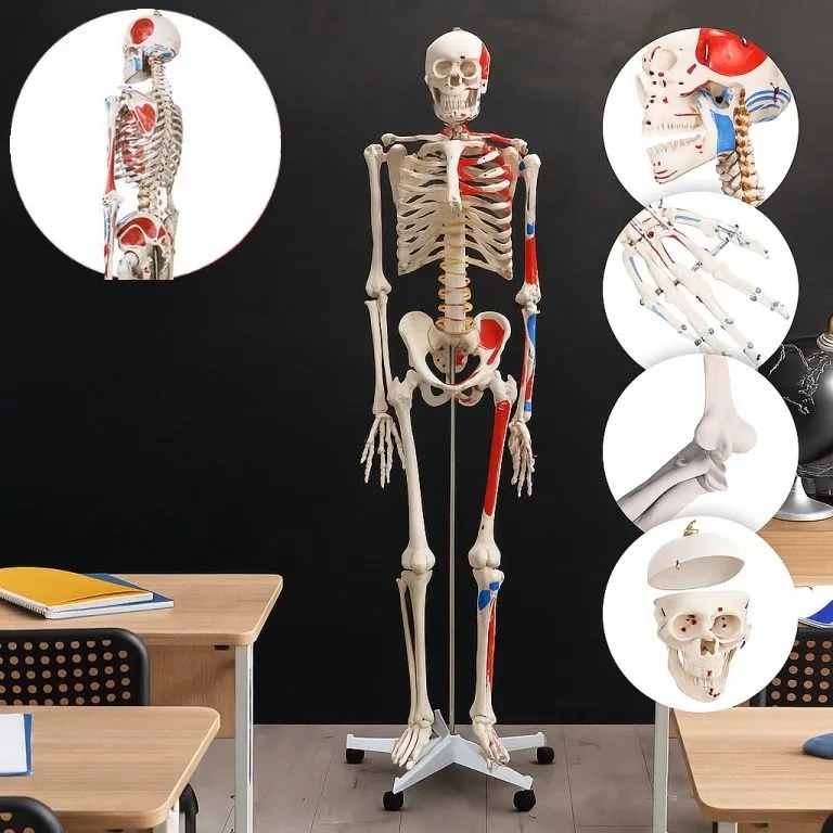 JAGO Emberi csontváz makett 181 cm