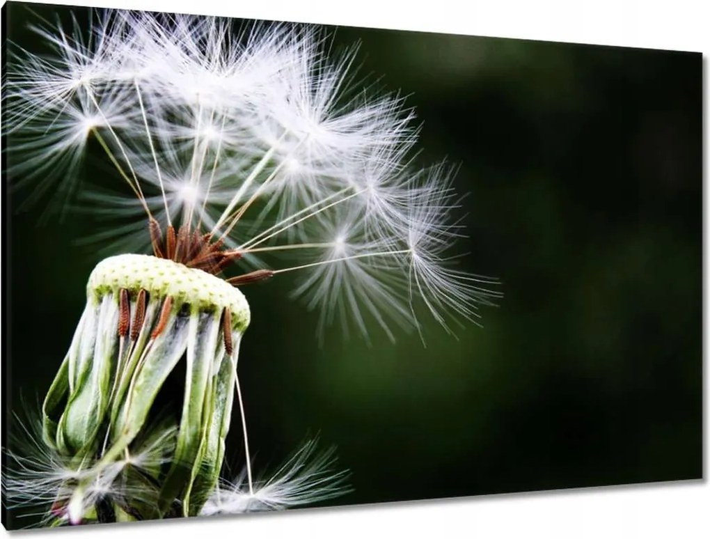 Vászonkép 120x80 Pitypang Virág Virágok