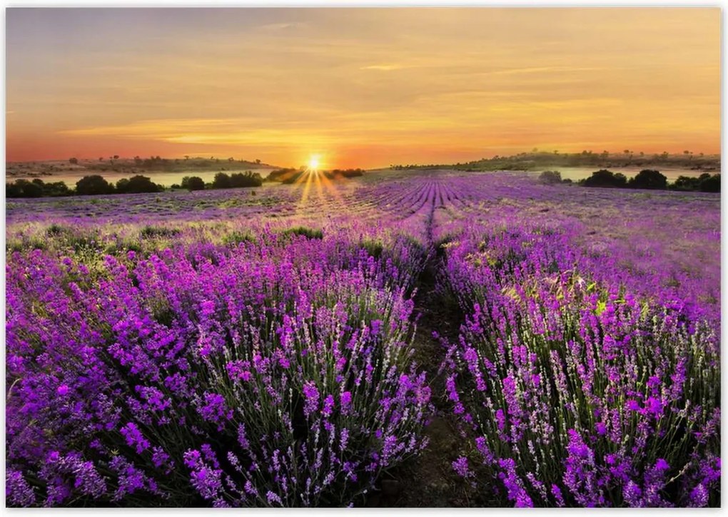Plakátok 100x70 Levendula naplemente
