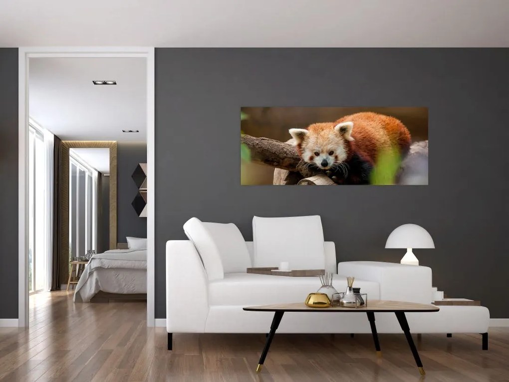 Vörös panda képe (120x50 cm)