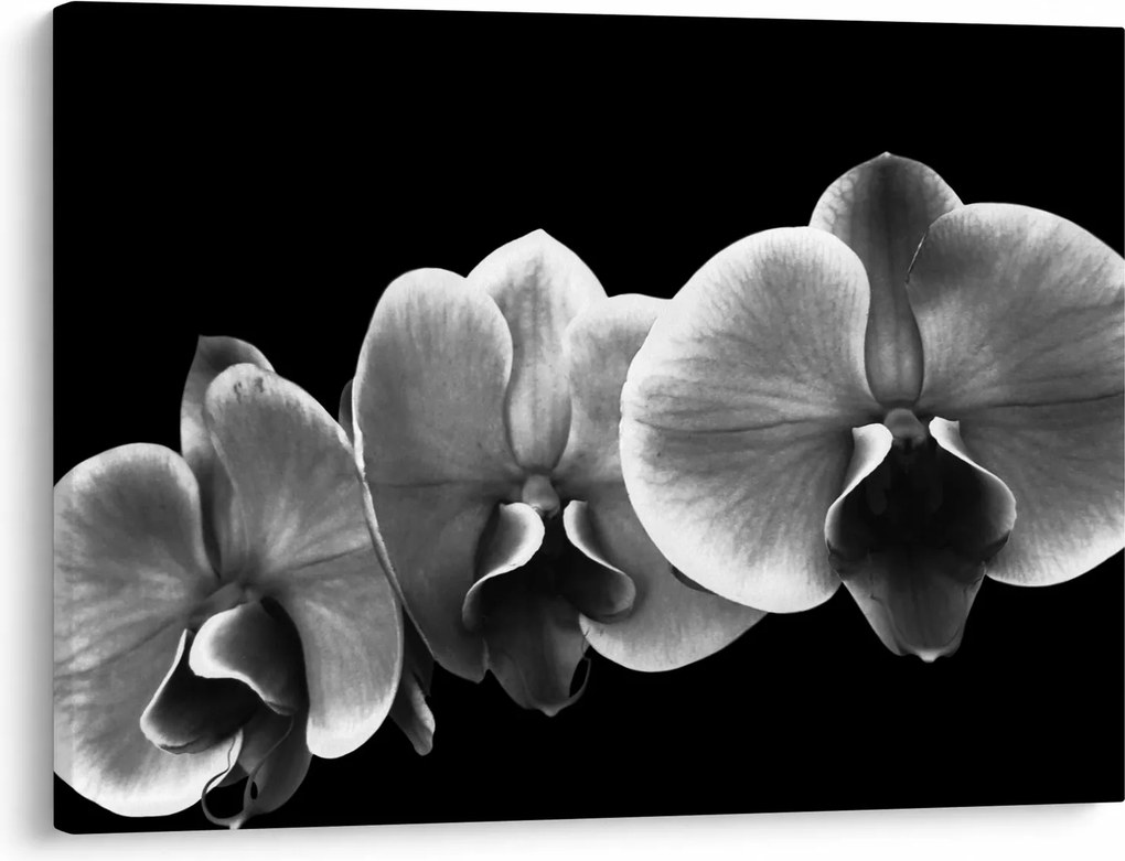 Egy orchidea virág képe (70x50 cm)