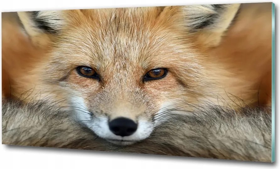 Fotó-kép fotó edzett üveg Róka 100x70