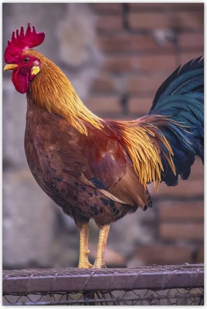 Poszterek 60x90 Kakas Egy igazi harcos