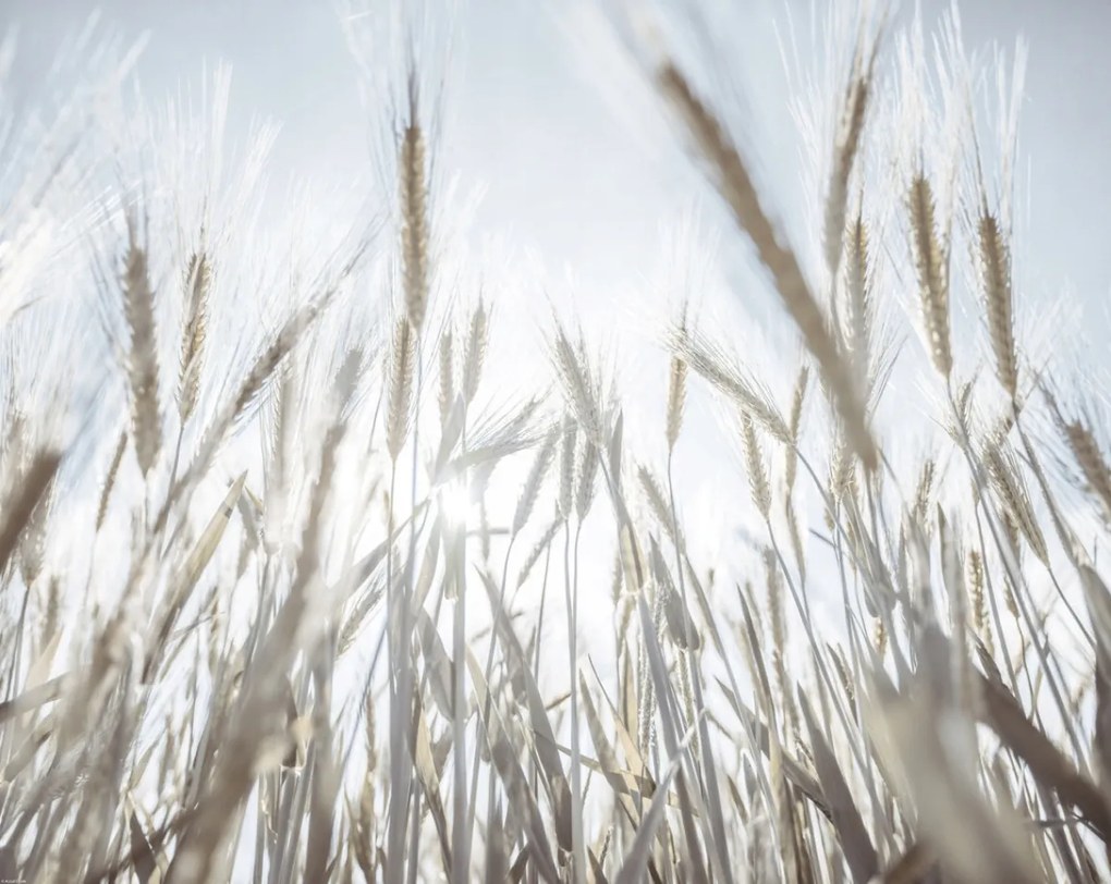 Poszter 76x60,5cm Napsugarak az árpán keresztül, Assaf Frank