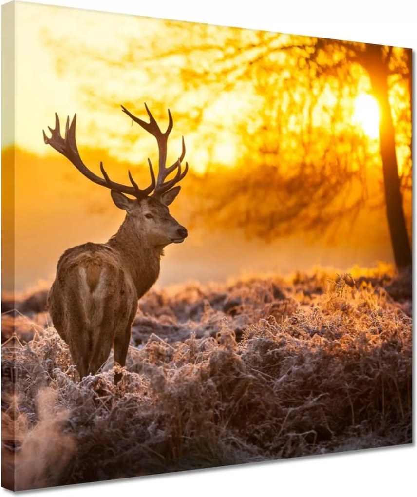 Vászonkép 30x30 Szarvas napfelkeltekor