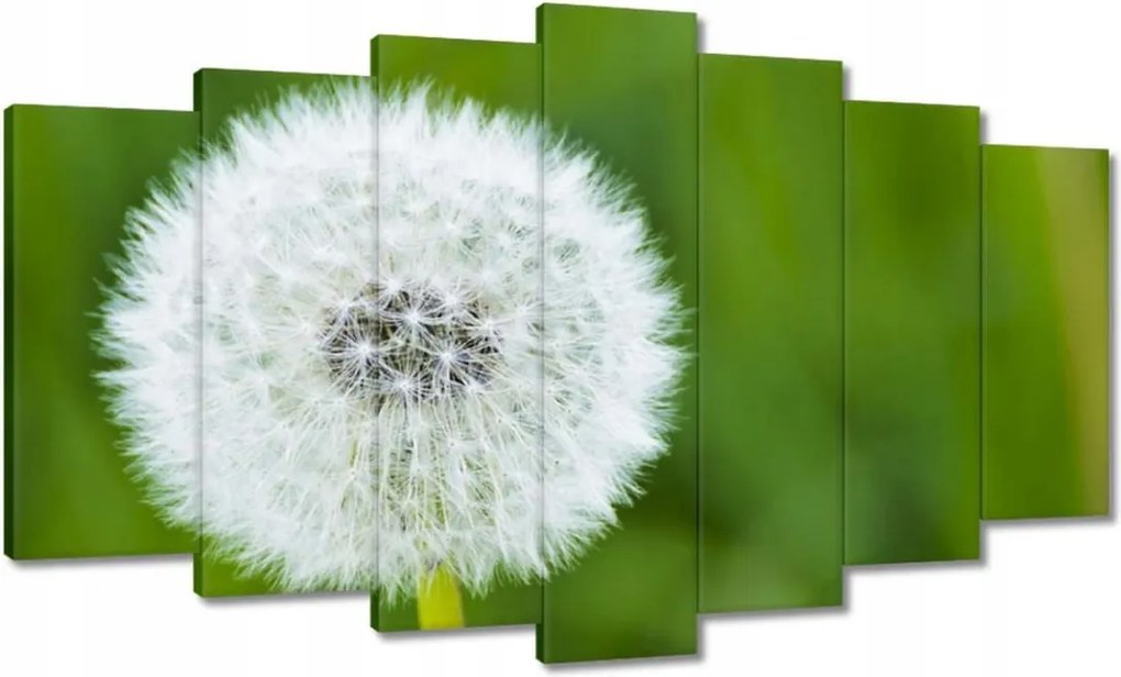 Vászonkép 140x80 Pitypang Virág Virágok