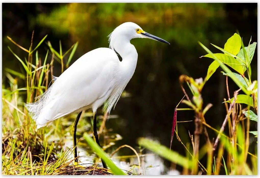Poszterek 155x105 Kalapos madár Tájkép Kilátás