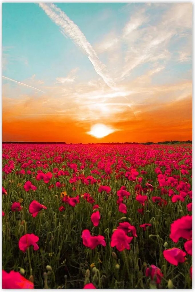 Poszterek 80x120 Rózsaszín pipacsok Naplemente