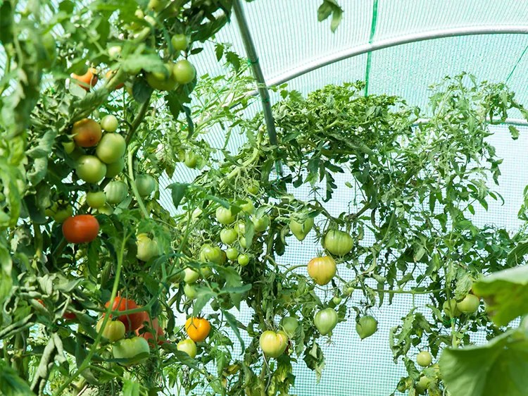 Kerti fóliaház/fóliasátor 2x4,5 m UV szűrővel PREMIUM