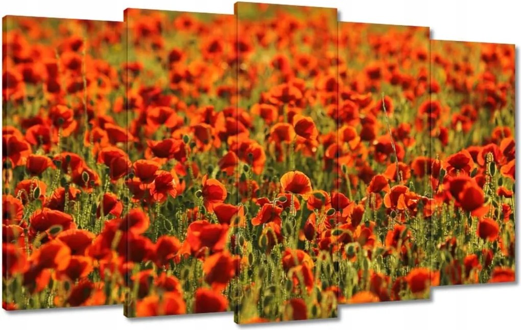 Vászonkép 100x60 Pipacsok rétje