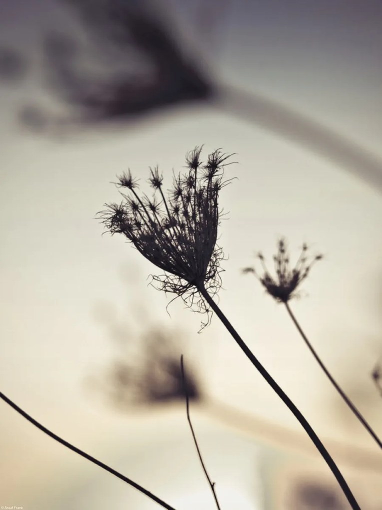 Poszter 30x40cm Püspöki fű sziluett, Assaf Frank