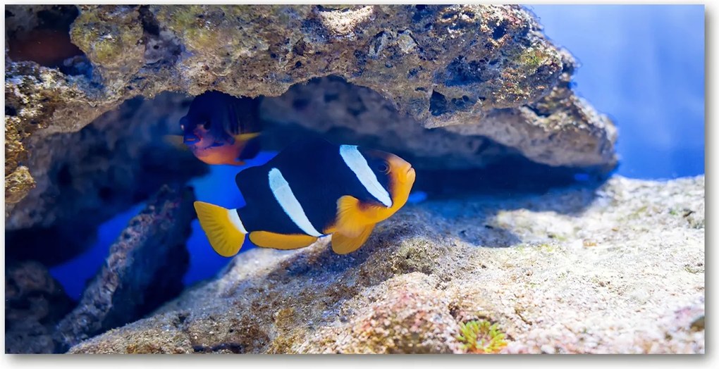 Fotótapéta üvegfalra Trópusi hal 140x70