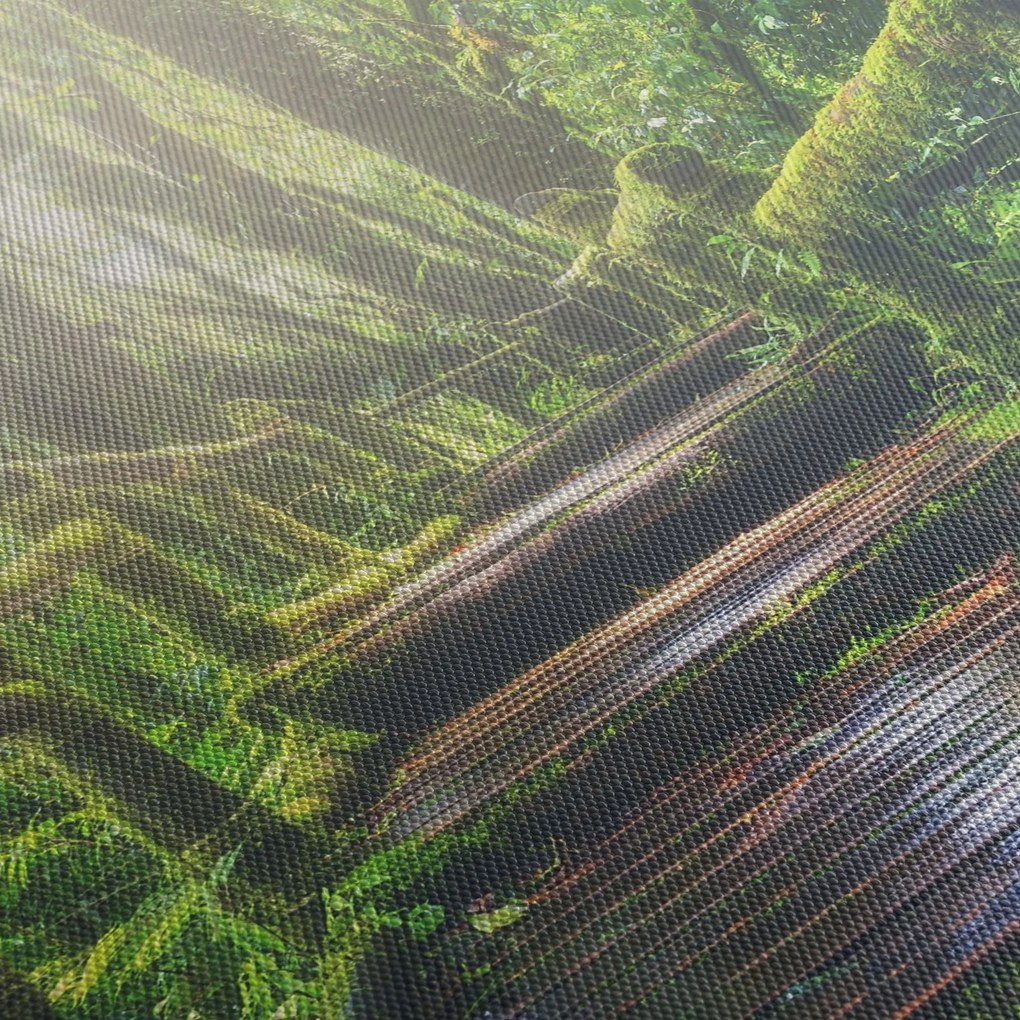 Kép - falépcsők az erdőben (150x105 cm)