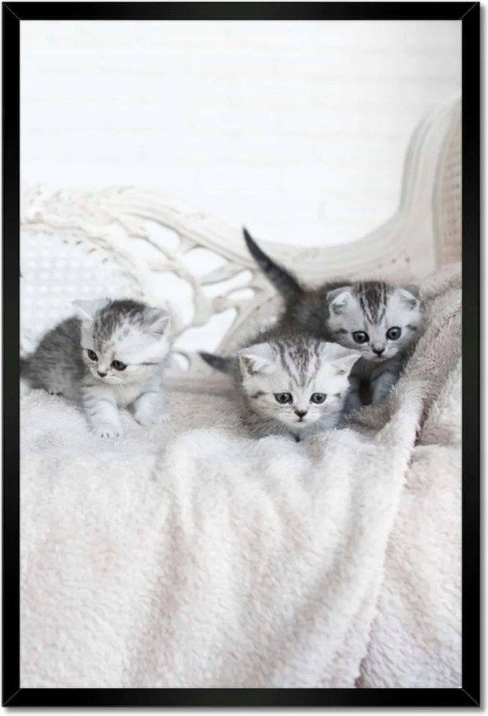 Poszterek keretben 40x60 Cica Cicák