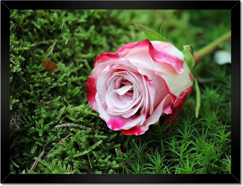 Poszterek keretben 40x30 Rózsa Virág Virágok Rózsa