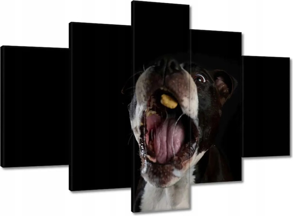 Képek 150x105 Amstaff Evés Kutya