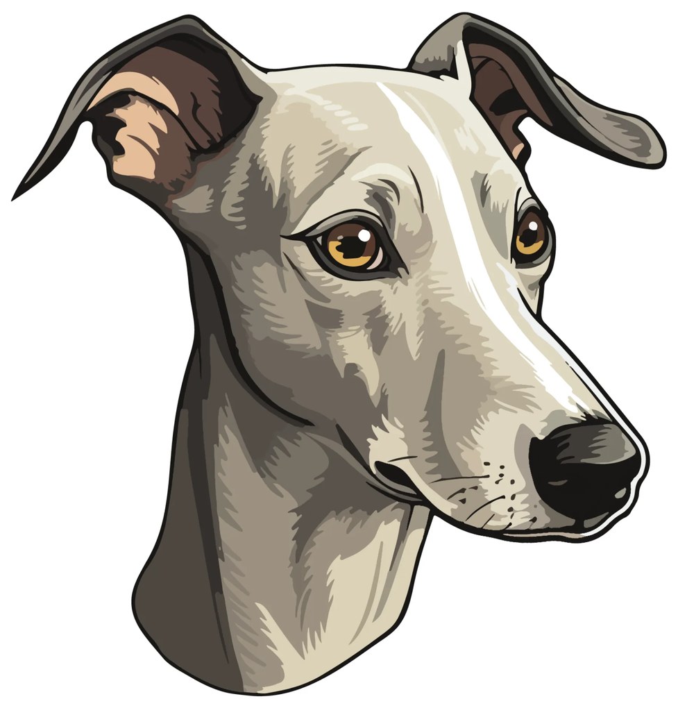 PIPPER. Matrica Whippet Méret: 15cm