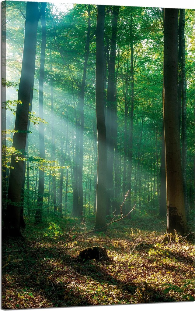 Vászonkép Erdő Fák Nap sugarai 50x80 cm