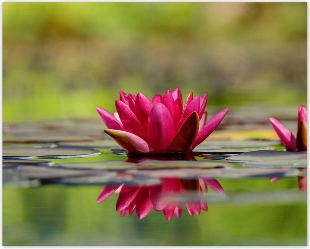 Poszterek 50x40 Vízi liliom