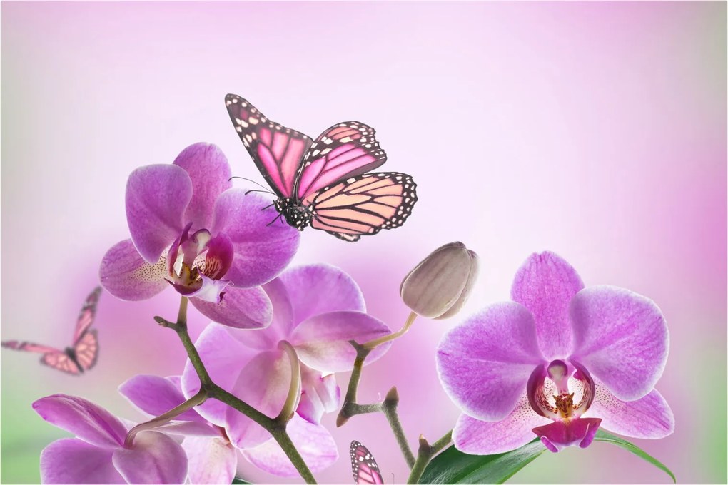 Kép - Pillangó orchidea virágon, lila (90x60 cm)