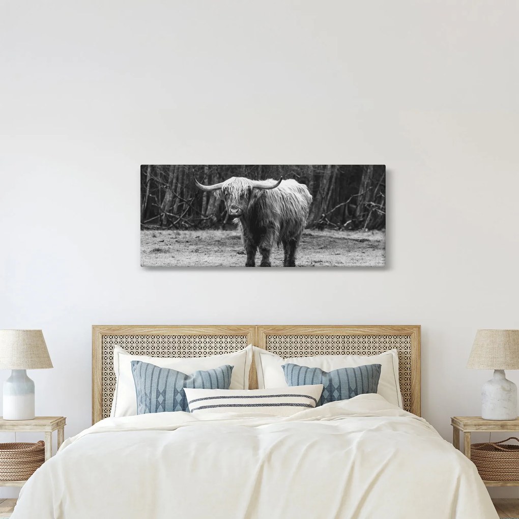 Kép - Skót tehén 3, fekete-fehér (120x50 cm)
