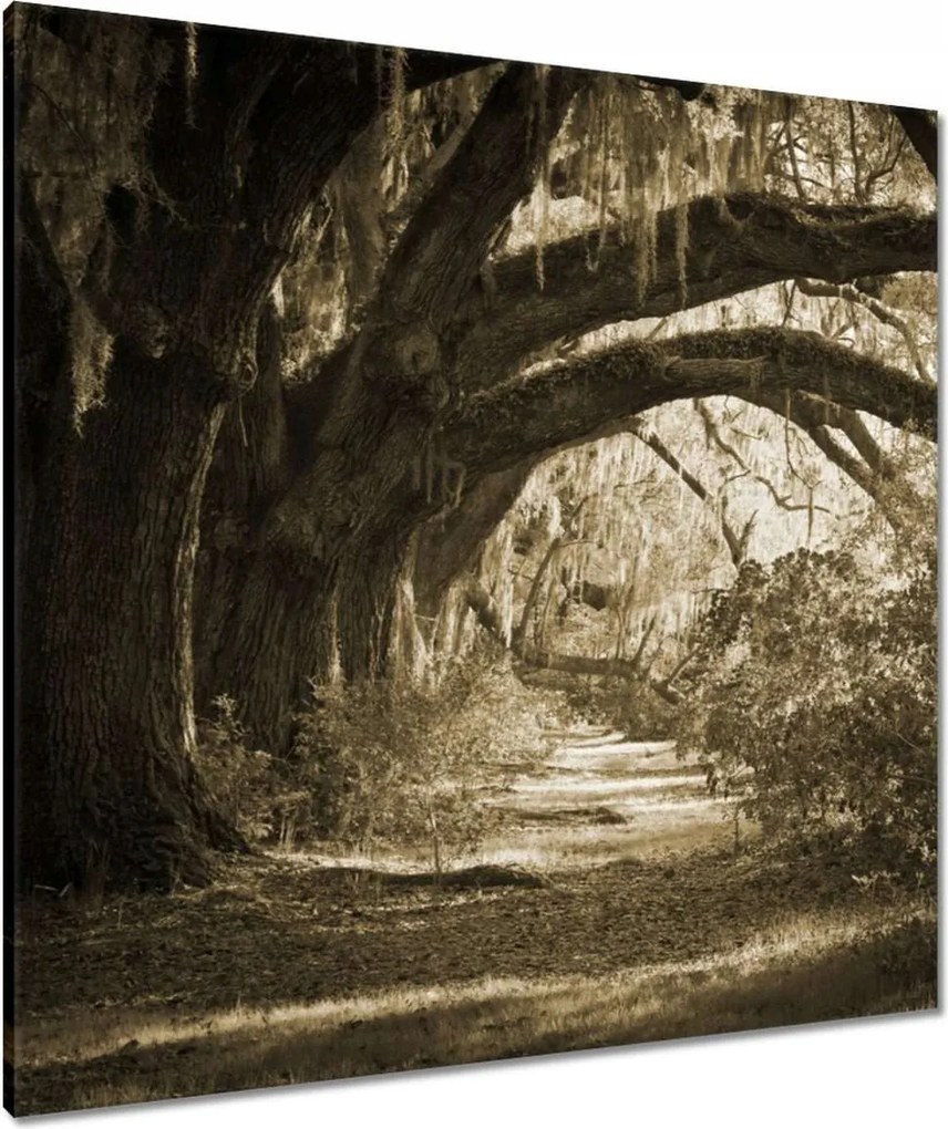 Vászonkép 80x80 Tölgyek a Szépia parkban