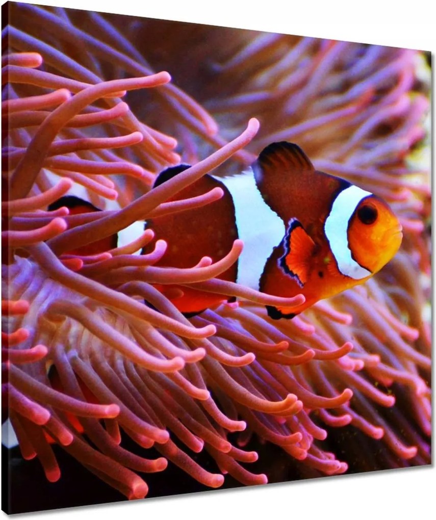 Vászonkép 60x60 Narancssárga hal Rafa