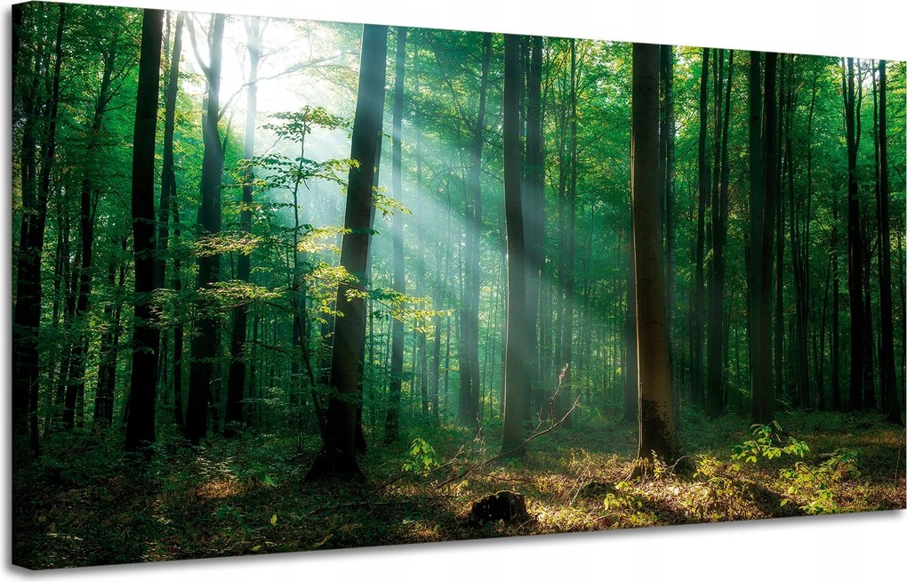 Vászonkép Erdő Fák Nap sugarai 120x60 cm Ideális ajándék
