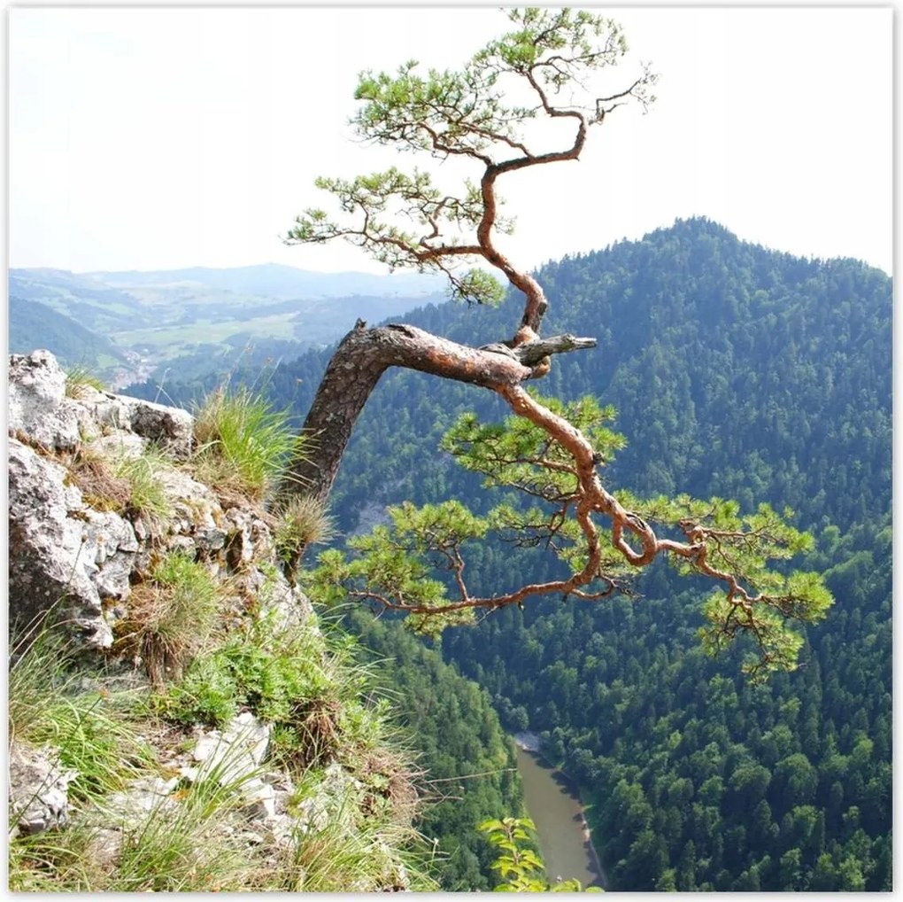 Poszterek 140x140 Magányos fa