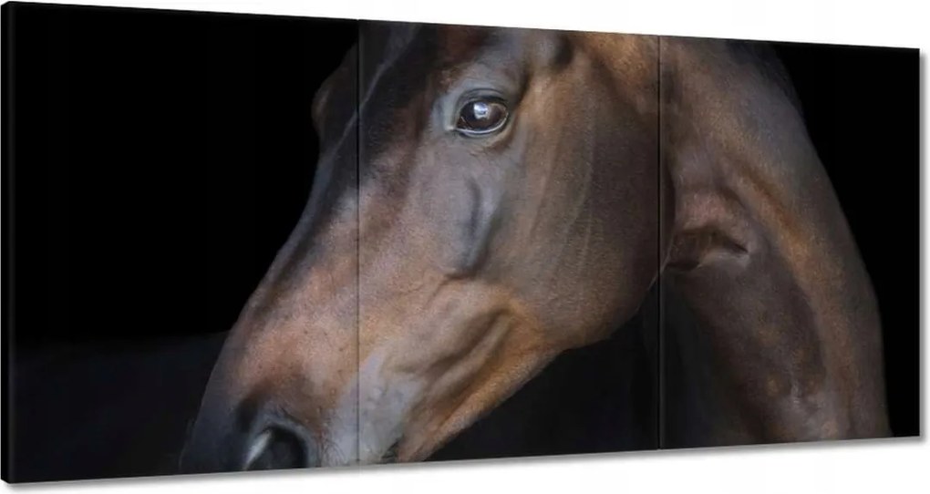 Vászonkép 180x90 Lófej