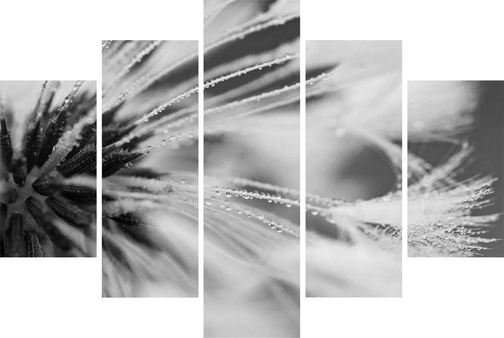 Kép - Makró, fekete-fehér (150x105 cm)