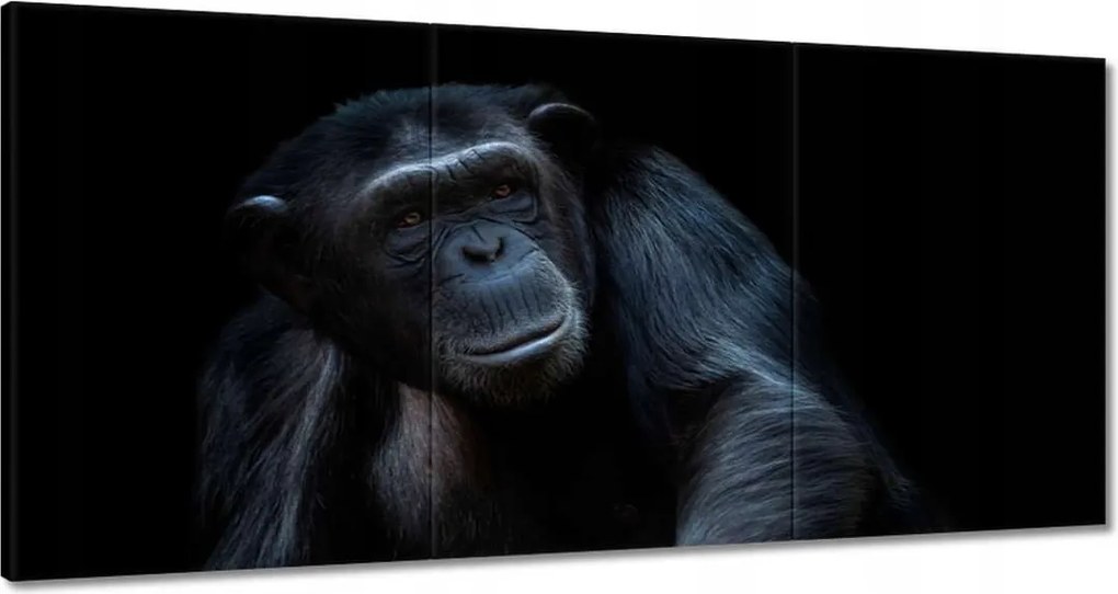 Festmények 180x90 Egy erős csimpánz portréja