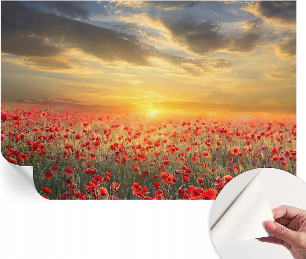 Öntapadós fotótapéta Nappaliba és Hálószobába Pipacs mező 104x70 cm