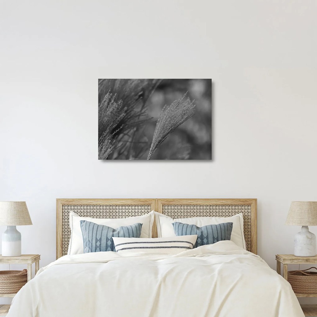 Üveg kép - Szárított pampafű (70x50 cm)