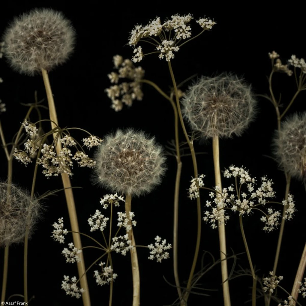 Poszter 20x20cm Réti virágok, Assaf Frank